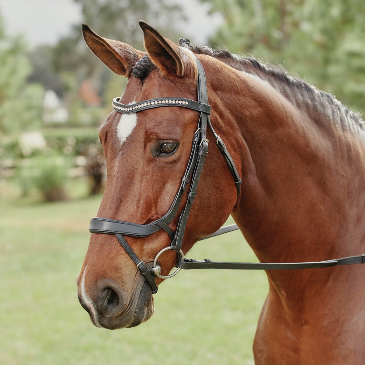 English Saddle Horse Padded Black Genuine Leather Dressage or Eventing Bridle 