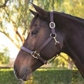Harwich&reg; Ergonomic Halter by SmartPak