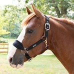 Replacement Leather Safety Release