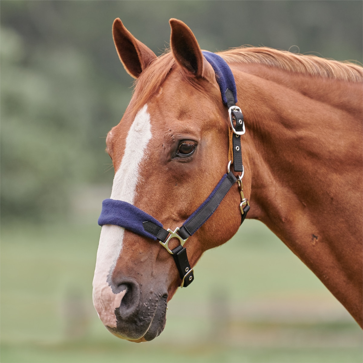 Poll Faux Sheepskin Noseband Horse Pony Head Collar Halter Set Cheek Piece 