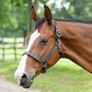 SmartPak Leather Halter - 