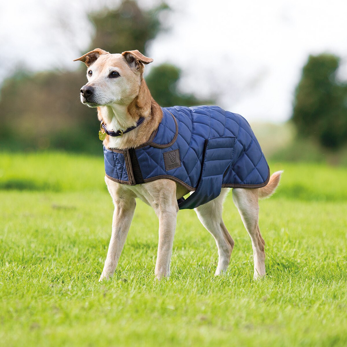 Shires Digby \u0026 Fox Quilted Dog Coat 
