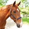 SmartPak Padded Cotton and Leather Halter - 