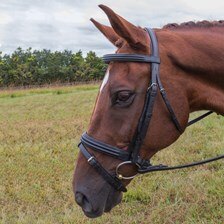 Vespucci Dressage Double Raised Snaffle Bridle