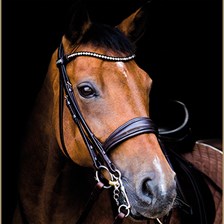 Stubben Switch Bridle with Magic Tack Browband
