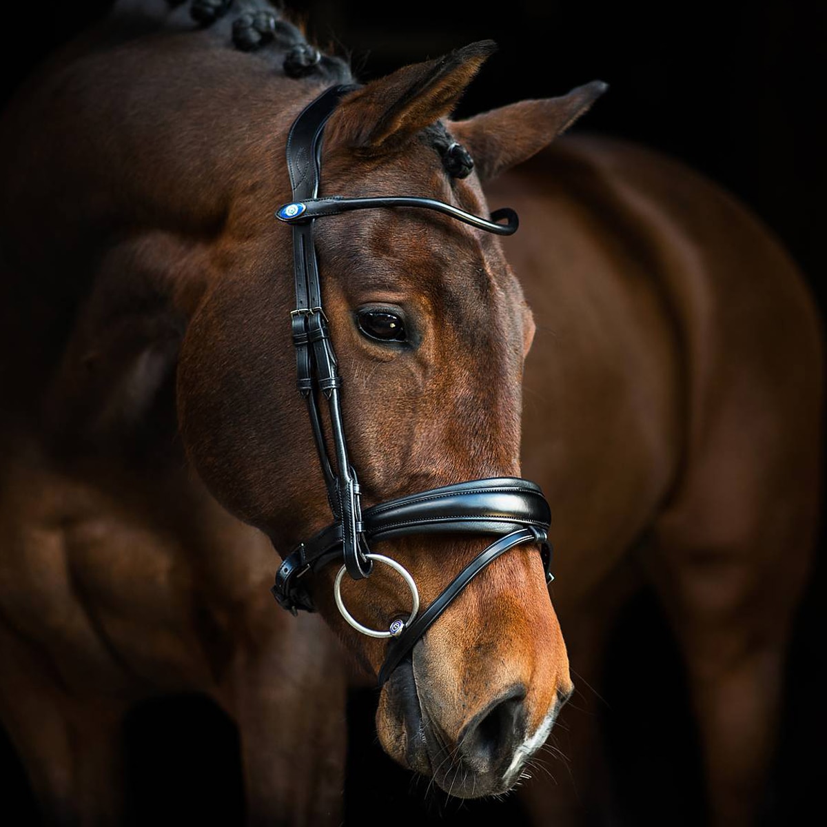 Anatomic Comfort Flash Bridle "LUXE"  Black/Brown All Sizes FREE DELIVERY