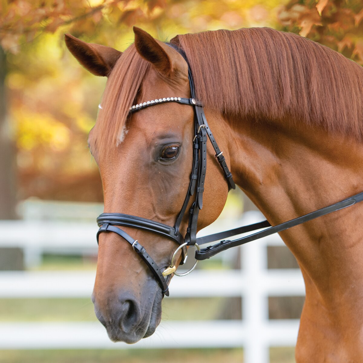 PATENT LEATHER DRESSAGE BRIDLE WITH DIAMANTE BROWBAND All Sizes FREE DELIVERY 