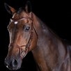 Collegiate Comfitec Training Bridle  - Brown