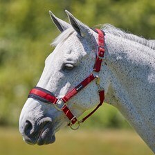 SmartPak Breakaway Halter with COOLMAX® Padding 2.0 - Clearance!