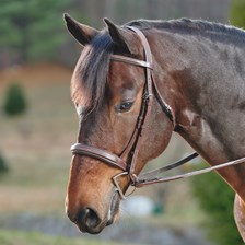 Harwich® Square Raised Padded Hunter Bridle