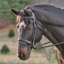 Plymouth® Tapered Bridle