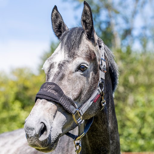 LeMieux Vogue Halter & Lead - Clearance!