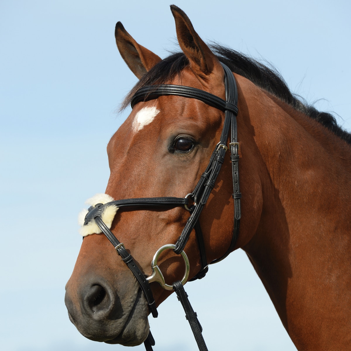 Collegiate Syntovia+ Figure 8 Bridle