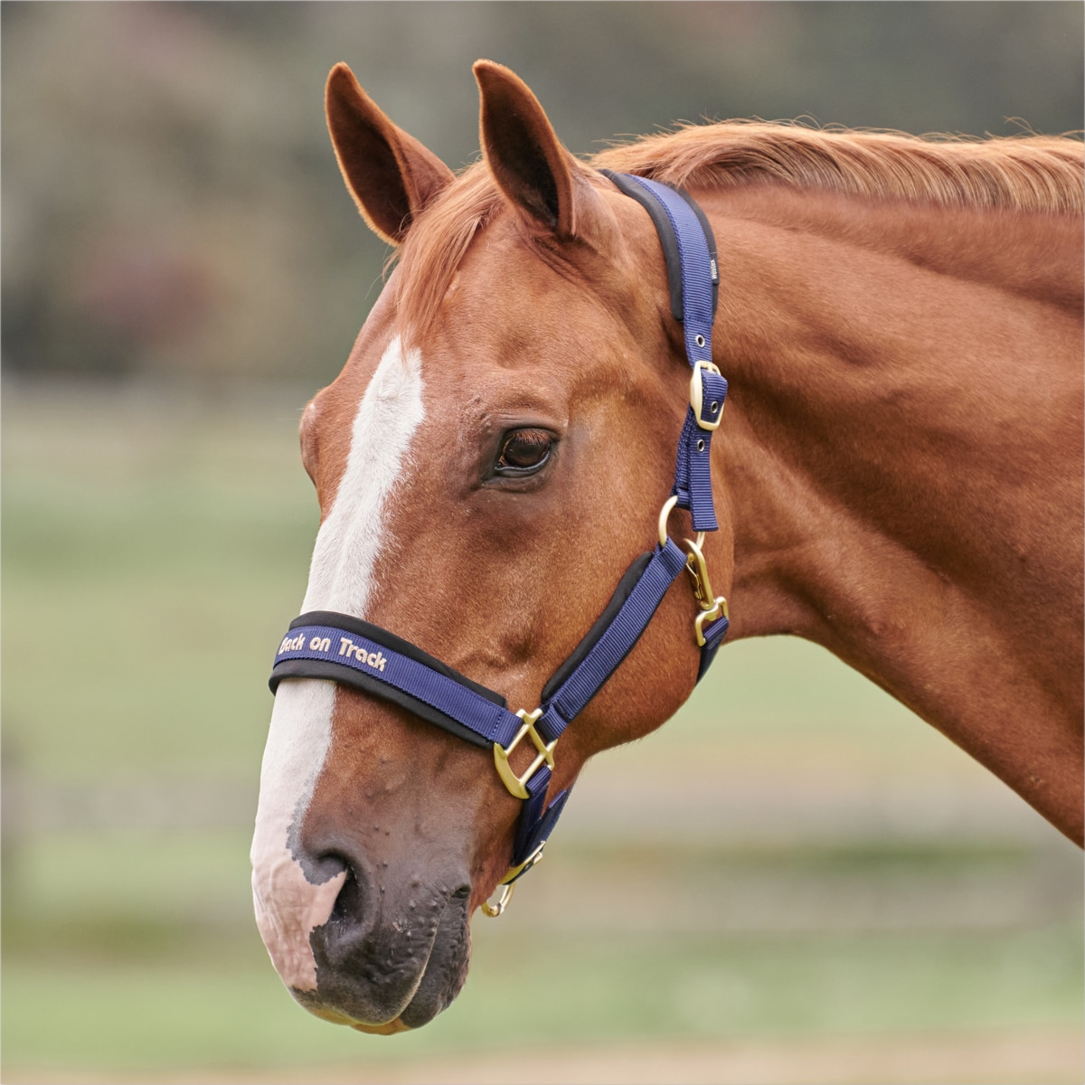 Back on track Halter Werano Black 