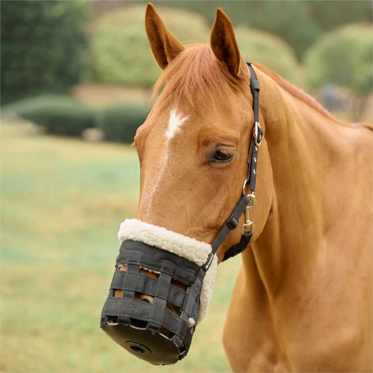 Comfort Padded Nylon Horse or Pony Grazing Grass Muzzle  All Sizes 