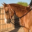 Professional's Choice Draw Rope Martingale - Black