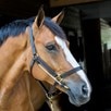 ThinLine Busy Buddy - 