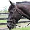 Henri de Rivel Pro Piaffe Mono Crown Padded Patent Leather Dressage Bridle - Havana