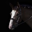 Nantucket Contoured Hunter Bridle by SmartPak - Espresso Brown w/ White Fancy Stitching