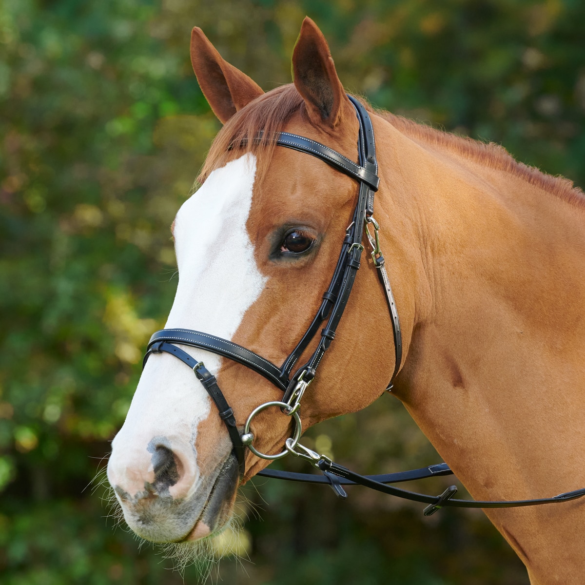 Sangle anatomique en cuir grainé T de T pour cheval
