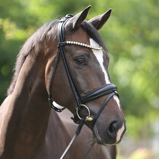 Kavalkade Fortuna Bridle