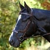 Harwich Ergonomic Jump Bridle - Walnut