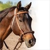 Professional's Choice Loping Hackamore - 