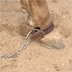 Professional's Choice Al Dunning Kicking Chain - 