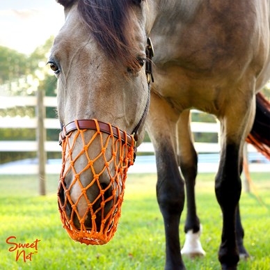 Who else finds the sound of a horse grazing relaxing?🙋🏻‍♀️ #Sweetnet #grazingmuzzle #equine #horses #pasture