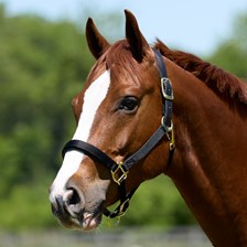 SmartPak Padded Nylon Pony Halter