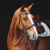 Nantucket Ergonomic Bridle by SmartPak - 