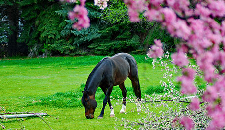 spring horse